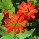 Ost&aacute;lka marylandsk&aacute; Zahara Fire