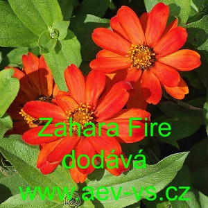 Ost&aacute;lka marylandsk&aacute; Zahara Fire