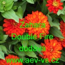 Ost&aacute;lka marylandsk&aacute; Zahara Double Fire