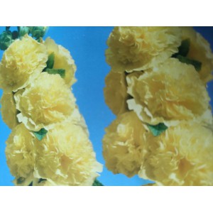 Topolovka růžov&aacute;, Proskurn&iacute;k topolovka Chaters Double Yellow