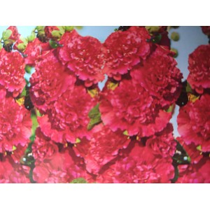 Topolovka růžov&aacute;, Proskurn&iacute;k topolovka Chaters Double Red