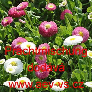 Sedmikr&aacute;ska obecn&aacute; Prachtmischung