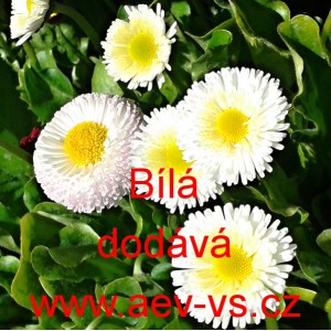 Sedmikr&aacute;ska obecn&aacute; B&iacute;l&aacute;