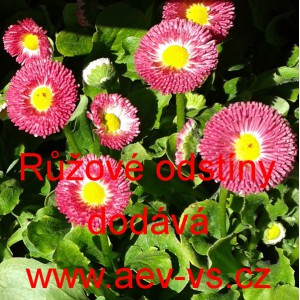 Sedmikr&aacute;ska obecn&aacute; Růžov&eacute; odst&iacute;ny