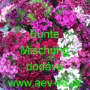 Hvozd&iacute;k bradat&yacute;, vousat&yacute; Bunte Mischung