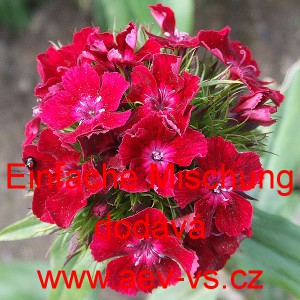 Hvozd&iacute;k bradat&yacute;, vousat&yacute; Einfache Mischung