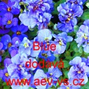 Tařička zahradn&iacute; Blue