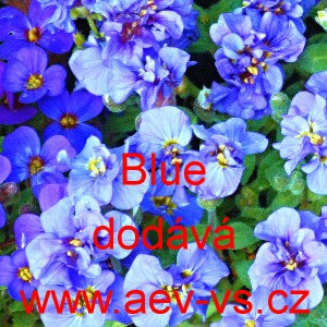 Tařička zahradn&iacute; Blue