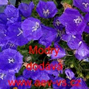 Zvonek karpatsk&yacute; Modr&yacute;