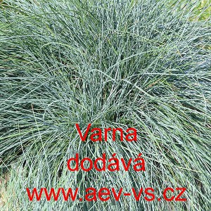 Kostřava modr&aacute; Varna