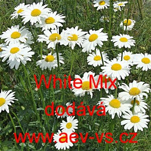 Kopretina největ&scaron;&iacute; White Mix