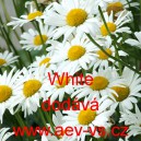 Kopretina největ&scaron;&iacute; White