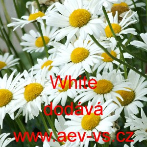 Kopretina největ&scaron;&iacute; White