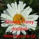 Kopretina největ&scaron;&iacute; Shasta Daisy