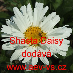 Kopretina největ&scaron;&iacute; Shasta Daisy
