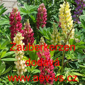 Vlč&iacute; bob mnoholist&yacute;, Lupina mnoholist&aacute; Zauberkerzen Mischung