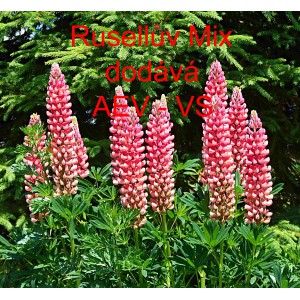 Vlč&iacute; bob mnoholist&yacute;, Lupina mnoholist&aacute; Rusellův Mix