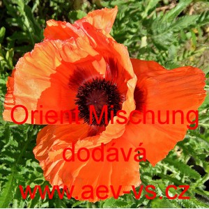 M&aacute;k v&yacute;chodn&iacute; Orient Mischung