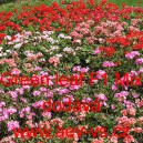 Mu&scaron;k&aacute;t p&aacute;skat&yacute; Green leaf F1 Mix