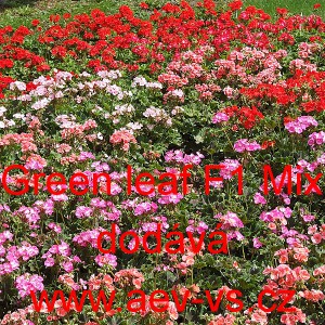 Mu&scaron;k&aacute;t p&aacute;skat&yacute; Green Leaf F1 Mix