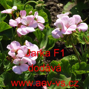 Mu&scaron;k&aacute;t p&aacute;skat&yacute; Jarka F1