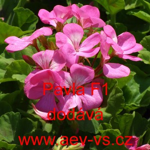 Mu&scaron;k&aacute;t p&aacute;skat&yacute; Pavla F1