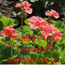 Mu&scaron;k&aacute;t p&aacute;skat&yacute; Jitka F1