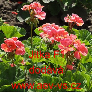 Mu&scaron;k&aacute;t p&aacute;skat&yacute; Jitka F1