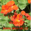 Mu&scaron;k&aacute;t p&aacute;skat&yacute; Lucie F1