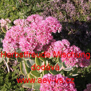 Rozchodn&iacute;k n&aacute;dhern&yacute; Herbstfreude Mischung