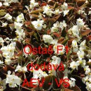 Kysala st&aacute;lekvetouc&iacute;, ledovka, beg&oacute;nie Osta&scaron; F1