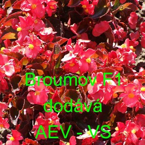 Kysala st&aacute;lekvetouc&iacute;, ledovka, beg&oacute;nie Broumov F1