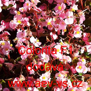 Kysala st&aacute;lekvetouc&iacute;, ledovka, beg&oacute;nie Colorita F1