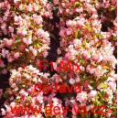 Kysala st&aacute;lekvetouc&iacute;, ledovka, beg&oacute;nie F1 Mix