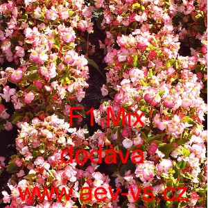 Kysala st&aacute;lekvetouc&iacute;, ledovka, beg&oacute;nie F1 Mix