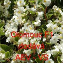 Kysala st&aacute;lekvetouc&iacute;, ledovka, beg&oacute;nie Olomouc F1