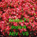 Kysala st&aacute;lekvetouc&iacute;, ledovka, beg&oacute;nie Skalka F1