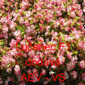 Kysala st&aacute;lekvetouc&iacute;, ledovka, beg&oacute;nie Lučenec F1