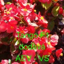 Kysala st&aacute;lekvetouc&iacute;, ledovka, beg&oacute;nie Tango F1