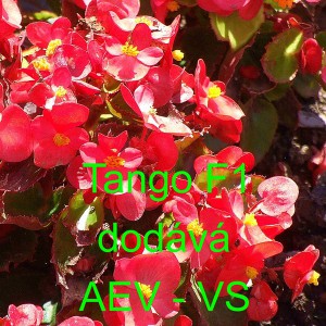 Kysala st&aacute;lekvetouc&iacute;, ledovka, beg&oacute;nie Tango F1