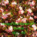 Kysala st&aacute;lekvetouc&iacute;, ledovka, beg&oacute;nie Variace Dvoubarevn&aacute; F1