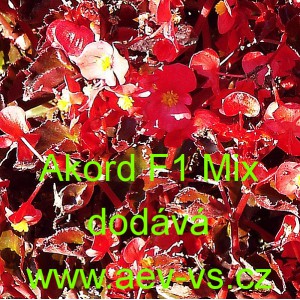 Kysala st&aacute;lekvetouc&iacute;, ledovka, beg&oacute;nie Akord F1 Mix