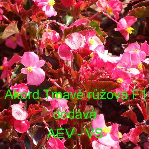 Kysala st&aacute;lekvetouc&iacute;, ledovka, beg&oacute;nie Akord F1 Tmavě růžov&aacute;