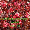 Kysala st&aacute;lekvetouc&iacute;, ledovka, beg&oacute;nie Akord &Scaron;arlatově červen&aacute; F1