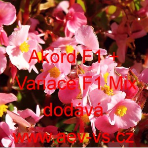 Kysala st&aacute;lekvetouc&iacute;, ledovka, beg&oacute;nie Akord F1 + Variace F1 Mix