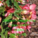 Kysala velkokvět&aacute;, beg&oacute;nie hl&iacute;znat&aacute;, převisl&aacute; Chanson Dvoubarevn&aacute; růžovo-b&iacute;l&aacute; F1