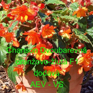 Kysala velkokvět&aacute;, beg&oacute;nie hl&iacute;znat&aacute;, převisl&aacute; Chanson Dvoubarevn&aacute; oranžovo-žlut&aacute; F1