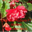 Kysala velkokvět&aacute;, beg&oacute;nie hl&iacute;znat&aacute;, převisl&aacute; Chanson Růžov&aacute; F1