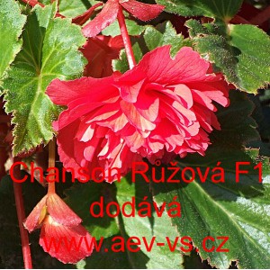 Kysala velkokvět&aacute;, beg&oacute;nie hl&iacute;znat&aacute;, převisl&aacute; Chanson Růžov&aacute; F1