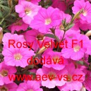 Pet&uacute;nie zkř&iacute;žen&aacute; &bdquo;surf&iacute;nie&ldquo; převisl&aacute; Rosy Velvet F1